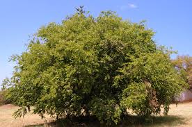 Image result for Ziziphus abyssinica
