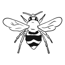 Black And White Striped Bee Like Insect Bee Wing Wasp Stripe Sketch Bee Wings How To Draw Hands Digital Illustration Tutorial
