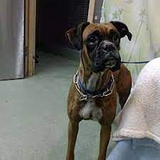 Why not make a rescue boxer one of the lucky ones who has a second chance at a forever home with you? Available Pets At Saving Shelter Pets Inland Empire In San Bernardino California Dog Hotel Pets Boxer Dogs