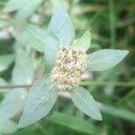 Image result for Euphorbia ophthalmica