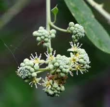 Image result for Stadmannia oppositifolia