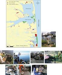 Oyster gardening under private piers and along the shoreline of privately owned waterfront property is becoming increasingly popular among environmentally concerned citizens. Are Aquaculture Practices Sustaining Our Goal To Restore Oysters Crassostrea Virginica Intechopen