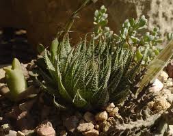 Image result for Aloe nuttii