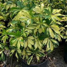 Image result for Schefflera