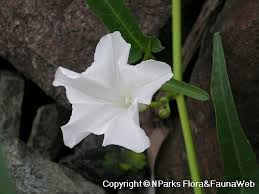 ﻿ ipomoea obscura l'ipomée obscure est une espèce naturalisée très commune à la réunion sur l'ensemble de l'île à basse et moyenne altitude. Ipomoea Grandifolia Dammer O Donell