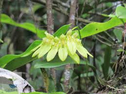 Image result for Bulbophyllum longiflorum