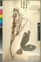 Image result for Pseudospondias