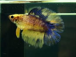 The most common double tail betta material is paper. Double Tail Betta Basement Bettas