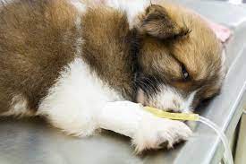 But do your best in getting a fold of skin between your fingers. How Did My Puppy Get Parvo Canine Parvovirus Causes And Signs Airway