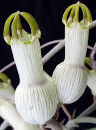 Image result for Ceropegia albipilosa