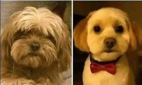 my dog got a haircut and now it looks like he gave up drinking