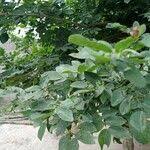 Image result for Millettia thonningii