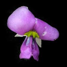 Image result for Decorsea schlechteri