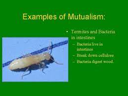 Choose from 500 different sets of flashcards about mutualism on quizlet. Symbiosis A Relationship Where Two Organisms Of Different