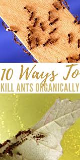 How To Get Rid Of Ants Once And For All Kill Ants Ants Rid Of Ants
