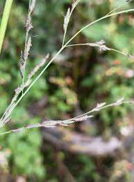 Image result for Courtoisina cyperoides