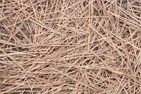 A clean field (meaning no debris such as pine cones, weeds or branches) ready for raking in the near future. Pine Straw Mulch Uses Learn About Pine Straw Mulch Application