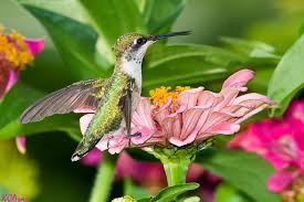 They are also available in red, purple, and pink varieties. Attracting Hummingbirds To The Garden Creating A Perennial Garden For Hummingbirds