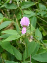 Image result for Galactia striata