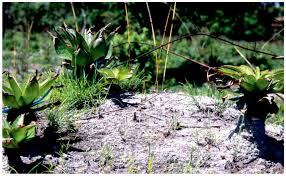 Image result for Monadenium filiforme