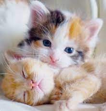 chat cat kitten mignon chaton chats et chatons chat mignon bebe chat