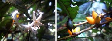 Image result for Pauridiantha paucinervis