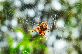 Crusader Garden Female Arachnid Free Photo On Pixabay