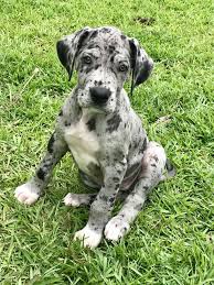 Of course, you want to keep an eye on your puppy in the house when you go out, but an outside dog. Great Dane Puppies Colorado Review At Puppies Api Ufc Com