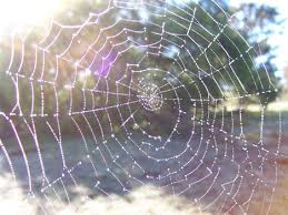 Resultado de imagem para fotos de teias de aranhas