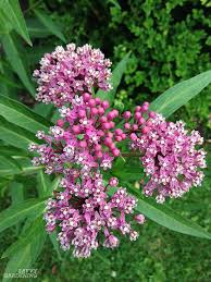 We did not find results for: The Monarch Butterfly Host Plant Milkweeds And How To Grow Them From Seed