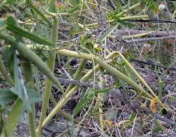 Image result for Cynanchum orangeanum