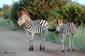 Image result for zebraffe