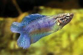 Order male doubletail bettas online with next day shipping! 10 Ten Assorted Betta Double Tail Females Siamese Fighting Fish Ebay