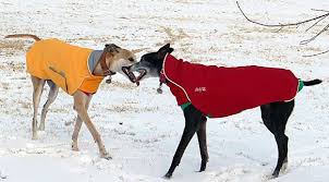 Chilly Dogs Outdoor Gear For Active Dogs Dog Coats Chilly Dogs Dog Coats Dog Activities