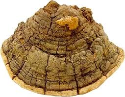 Image result for Phellinus rimosus