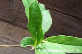 Image result for Raphionacme globosa