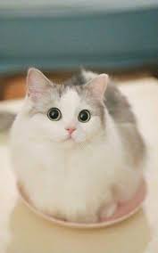 Karena kucing ini merupakan salah satu hewan yang bisa bersahabat dengan manusia selain anjing. Pin By Rosidahjani On Wander Like Dreamer Cute Cats Cute Cats And Kittens Kittens Cutest