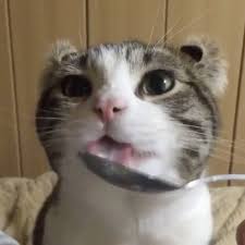 Kitty Photo From Curlysnow0915 Every Time When I Want To Eat Yogurt Alone Kedi