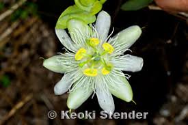 Image result for Passiflora subpeltata