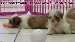Mom and dad on premises; Shih Tzu Puppies For Sale In Saint Petersburg County Florida Fl 19breeders Hialeah Youtube