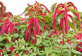 Image result for Amaranthus