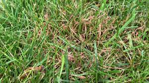 Red Thread In The Lawn How To Identify And Control It Green Turf Care