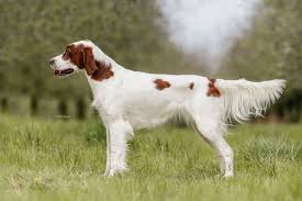 Image result for irský červenobílý setr