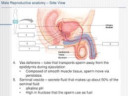 First read the definitions below. Organismal Reproduction Ppt Download