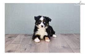 Australian Shepherd Puppy For Sale Near Columbus Ohio 97fc039c A1c1 Shepherd Puppies Australian Shepherd Australian Shepherd For Sale