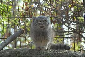 Jardins des plantes + jacques dutronc: Menagerie Du Jardin Des Plantes Wikiwand