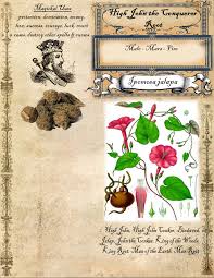 High john the conqueror at first sniff is more like high john cleaning fluid. High John The Conqueror Root By Grim Of Cauldron Craft Oddities Folk Magic Season Of The Witch Magic Spells