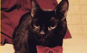 Don gato demanda a auronplay por bullyng подробнее. Cnel6w9p0k7hom