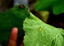 I did a presentation on a type of ladybug for insect class so i knew what their eggs looked like and was all wow those are ladybug eggs when i saw em, so yeah. Friend Or Foe Lewis Ginter Botanical Garden