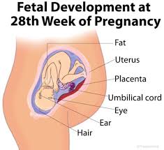 Sebaik saja telur disenyawakan, anda tidak lagi mengalami datang bulan/haid. Perkembangan Janin Usia 28 Minggu Bidanku Com